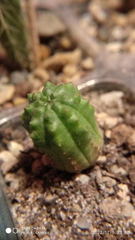 Forse Echinocactus.jpeg